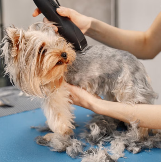 Dog getting shaved